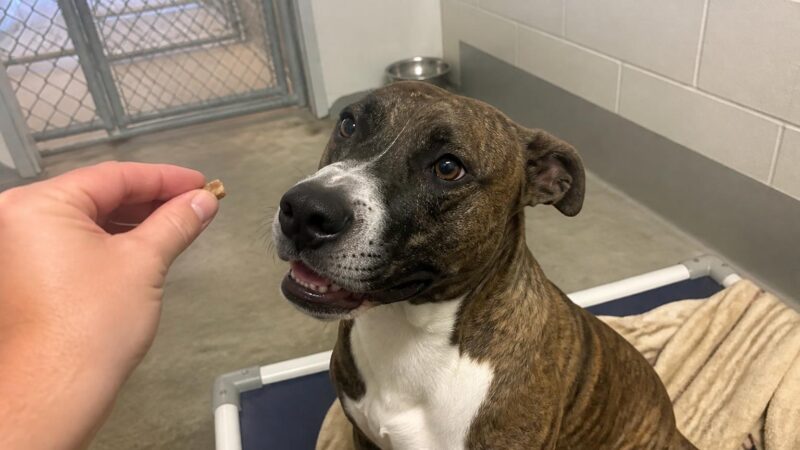 Dog Adoption in Savannah, GA: Your Complete Guide