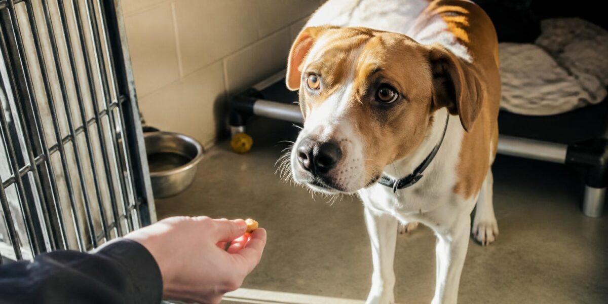 Dog Adoption in Seattle, WA: Your Complete Guide