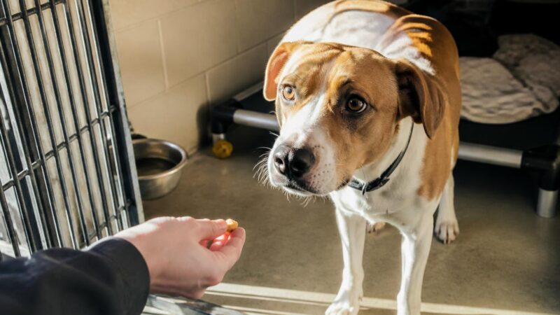 Dog Adoption in Seattle, WA: Your Complete Guide