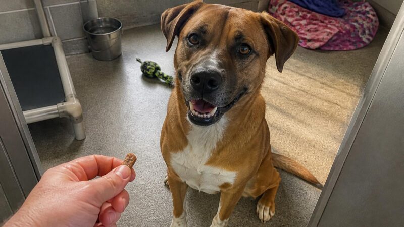 Dog Adoption in Sioux Falls, SD: Your Complete Guide
