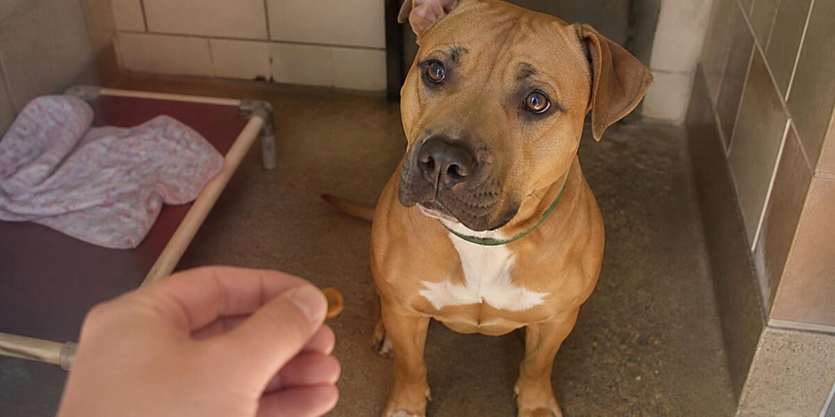 Dog Adoption in St. Louis, MO: Your Complete Guide