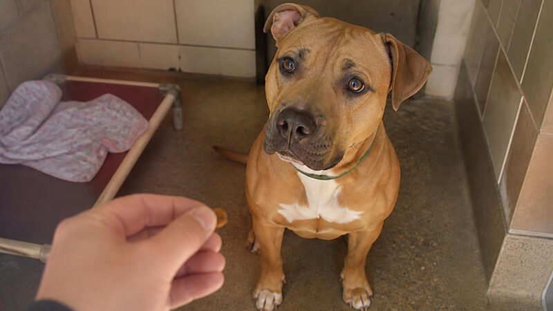 Dog Adoption in St. Louis, MO: Your Complete Guide