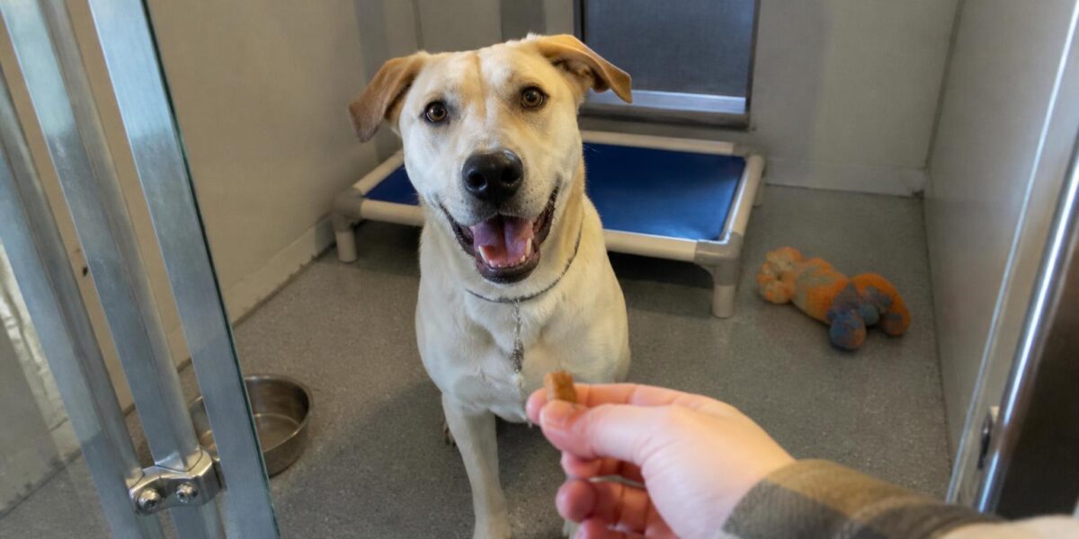 Dog Adoption in Tacoma, WA: Your Complete Guide