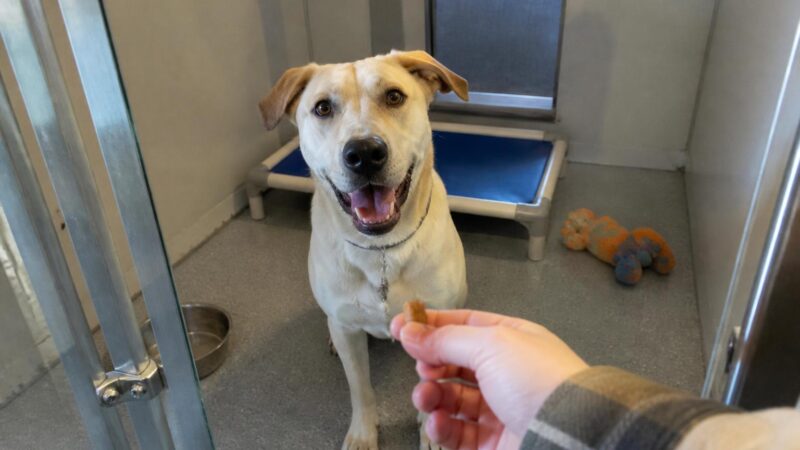 Dog Adoption in Tacoma, WA: Your Complete Guide