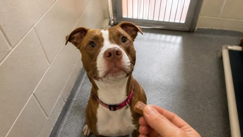 Dog Adoption in Tampa, FL: Your Complete Guide