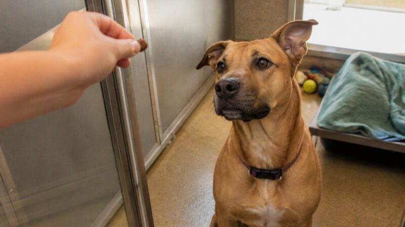 Dog Adoption in Tucson, AZ: Your Complete Guide
