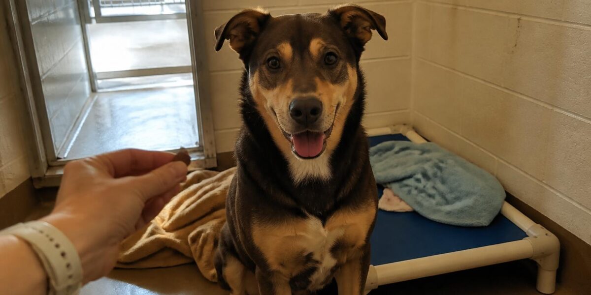 Dog Adoption in Tulsa, OK: Your Complete Guide