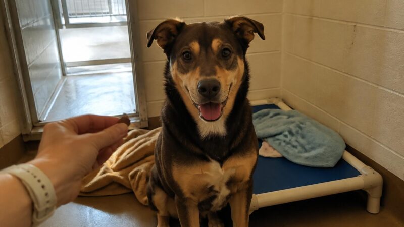 Dog Adoption in Tulsa, OK: Your Complete Guide