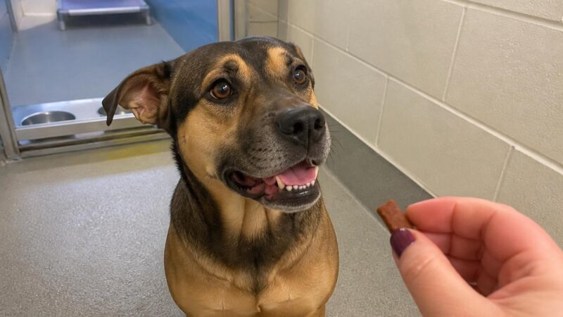 Dog Adoption in Virginia Beach, VA: Your Complete Guide