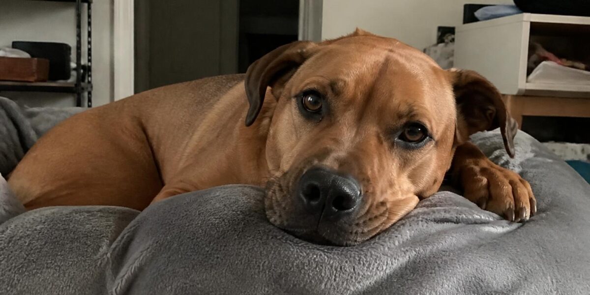 Dog Adoption Red Flags: Warning Signs to Watch For