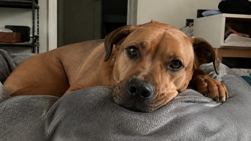 Dog Adoption Red Flags: Warning Signs to Watch For