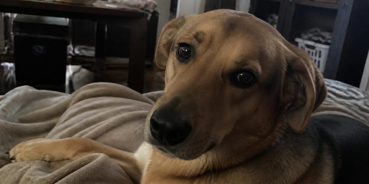 Dog Anal Sac Cancer: Symptoms, Diagnosis & Treatment Options