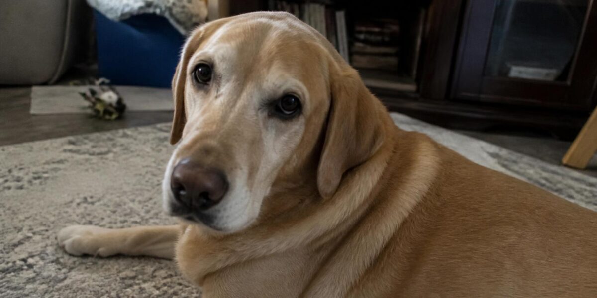 Dog and Baby Introduction: Preparing for a New Baby