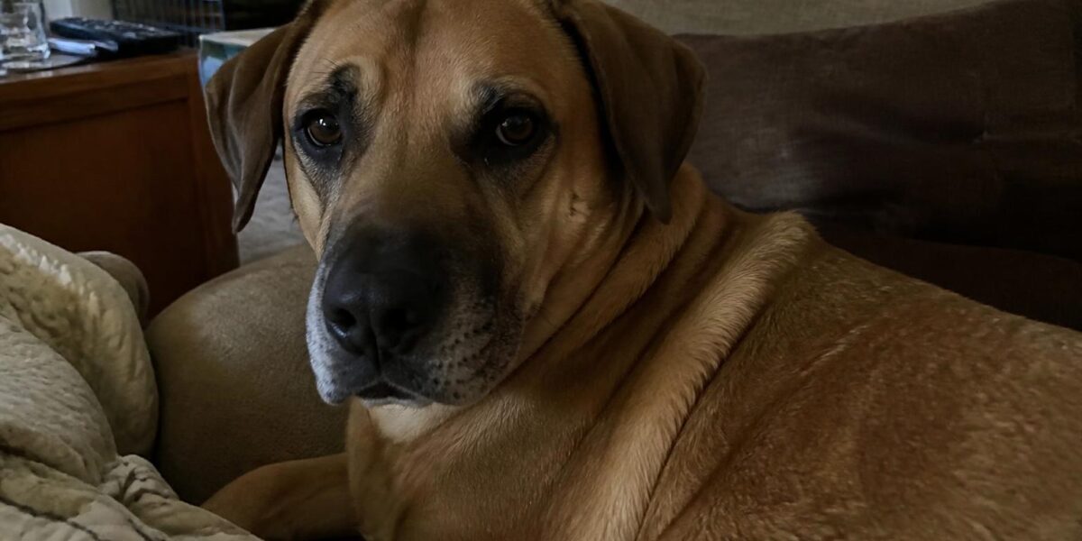 Dog Bite Prevention for Kids: Teaching Children Dog Safety
