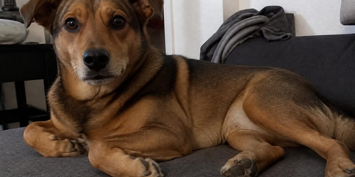 Dog Bloated Stomach: Causes Beyond GDV & When to Worry