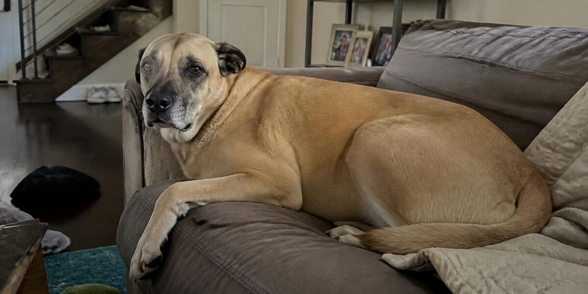 Dog Breed DNA Test Guide: Everything You Need to Know About Testing Your Dog’s Genetics