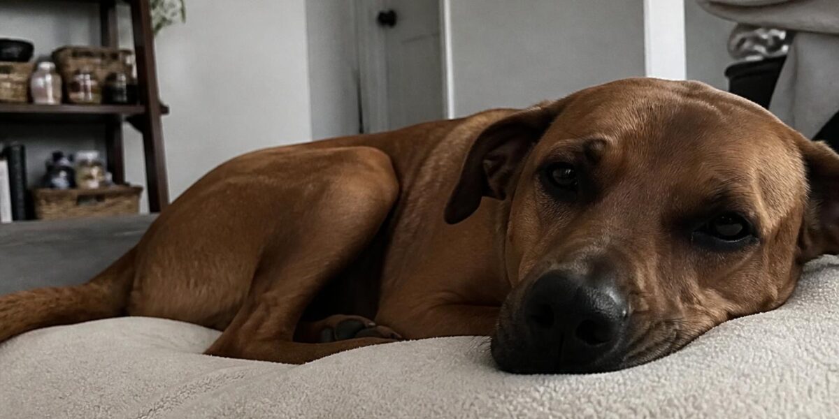 Dog Coughing: Common Causes, Types & When to See a Vet