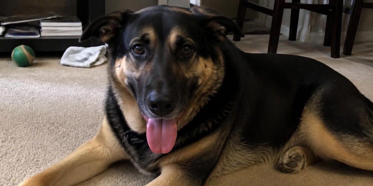 Dog Cushing’s Disease: Symptoms, Diagnosis & Treatment