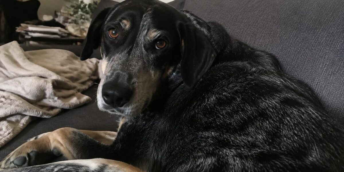 Dog Diarrhea: Causes, Home Remedies & When to See a Vet