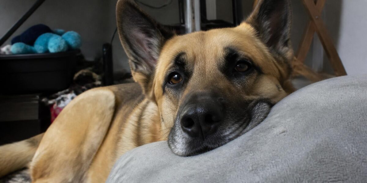 Dog Ear Infections: Signs, Causes & Treatment
