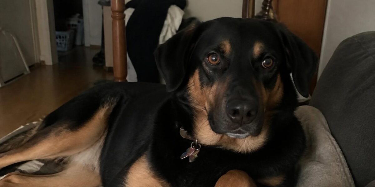 Dog Eye Discharge: Types, Causes & When to See a Vet