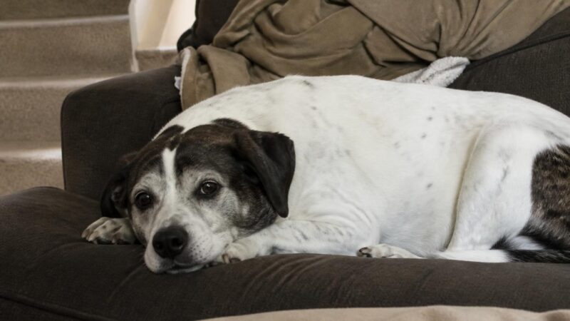 Dog Food Cost by Quality Tier: Budget to Premium