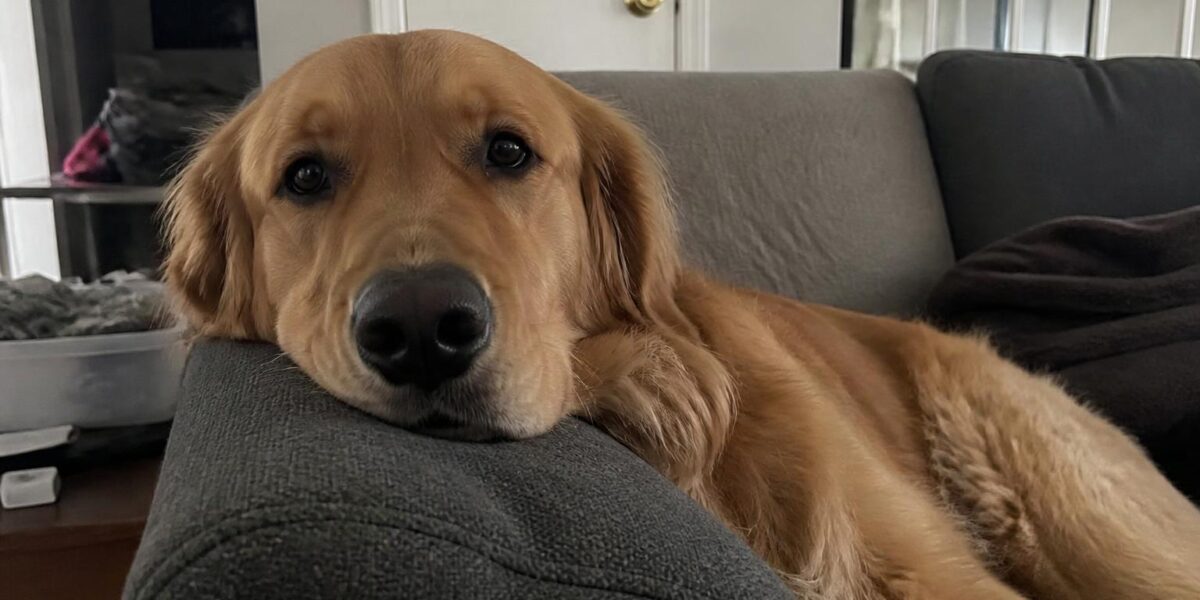 Gastropexy for Dogs: Preventing Bloat with Preventive Surgery