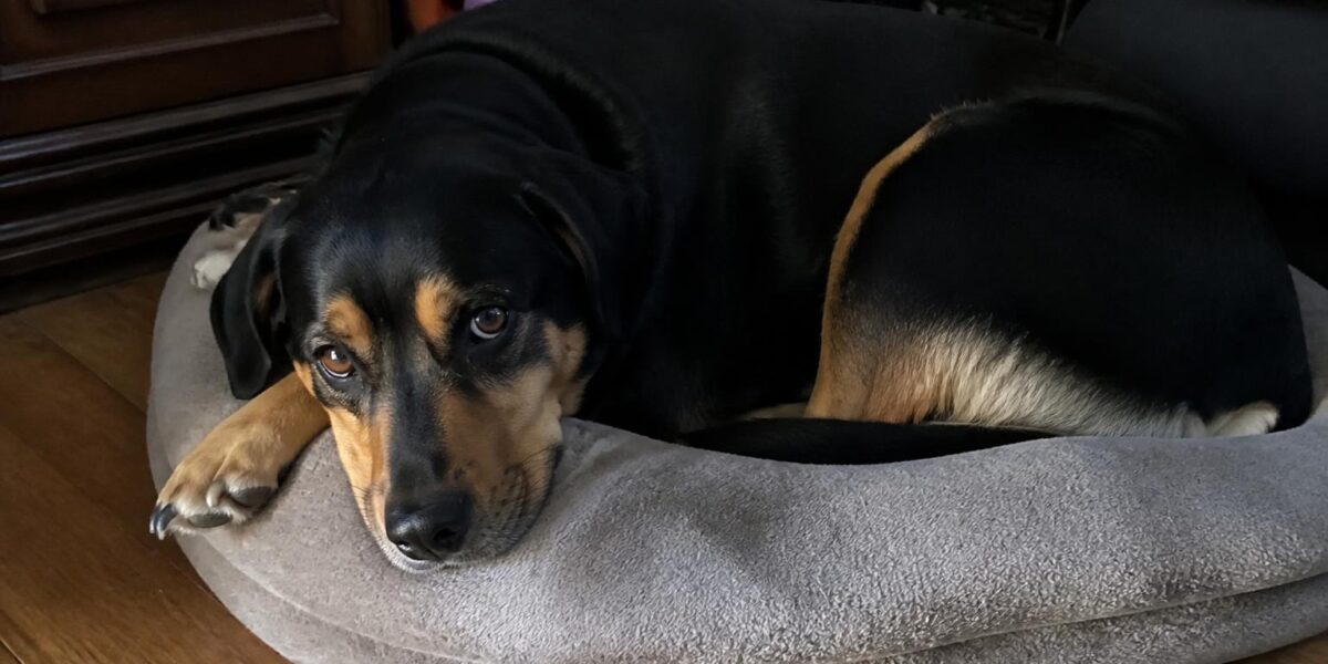 Giardia in Dogs: Symptoms, Treatment & Preventing Reinfection