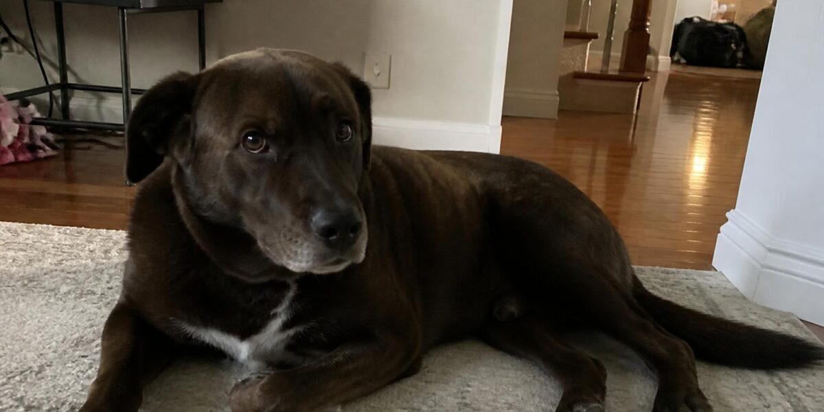 Dog Heart Murmur: Grades, Causes & What It Means for Your Dog