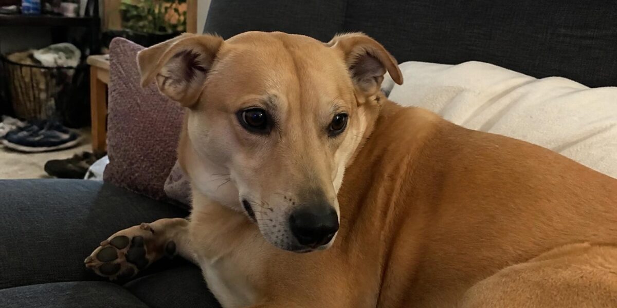 Dog Heatstroke in Tropical Singapore: Signs and First Aid