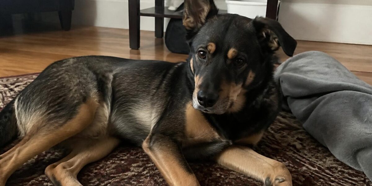 Dog Hip Dysplasia: Symptoms, Breeds at Risk & Treatment Options