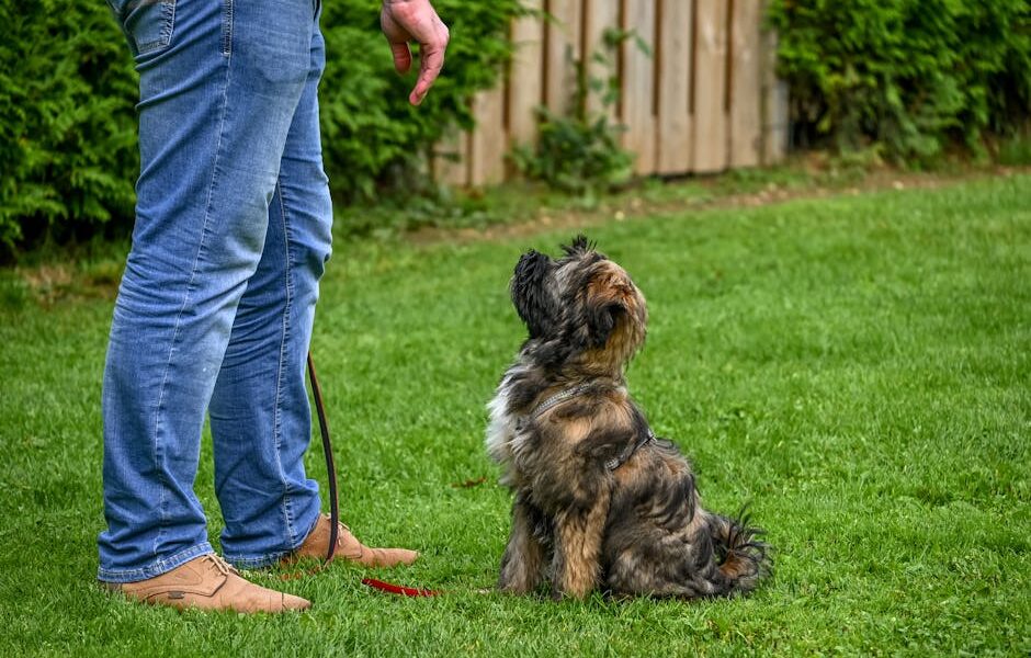 A Tibetan Terrier dog sitting attentively for training in a backyard setting.