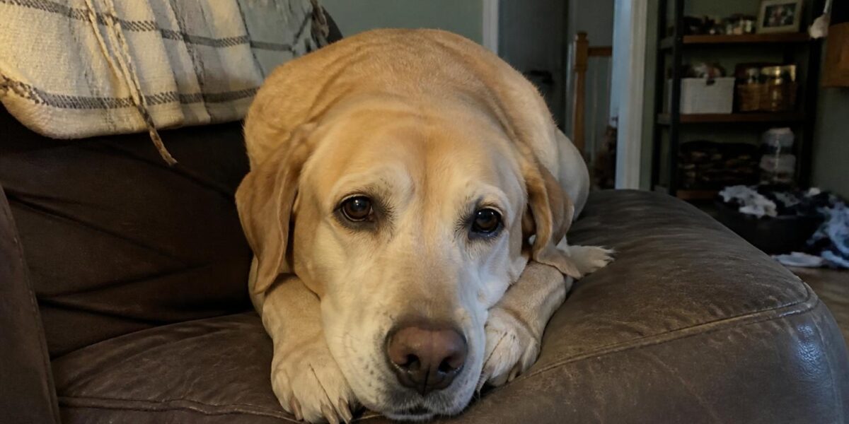 Dog Incontinence: Understanding the Causes and Finding Solutions