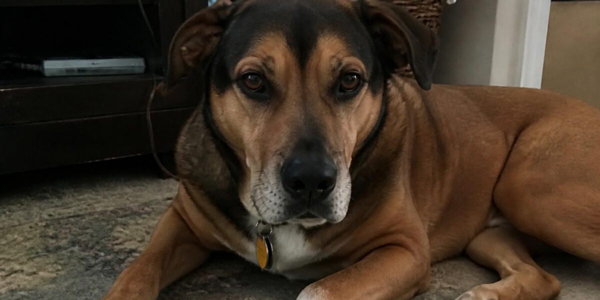 Dog Liver Disease: Causes, Symptoms & Treatment Guide