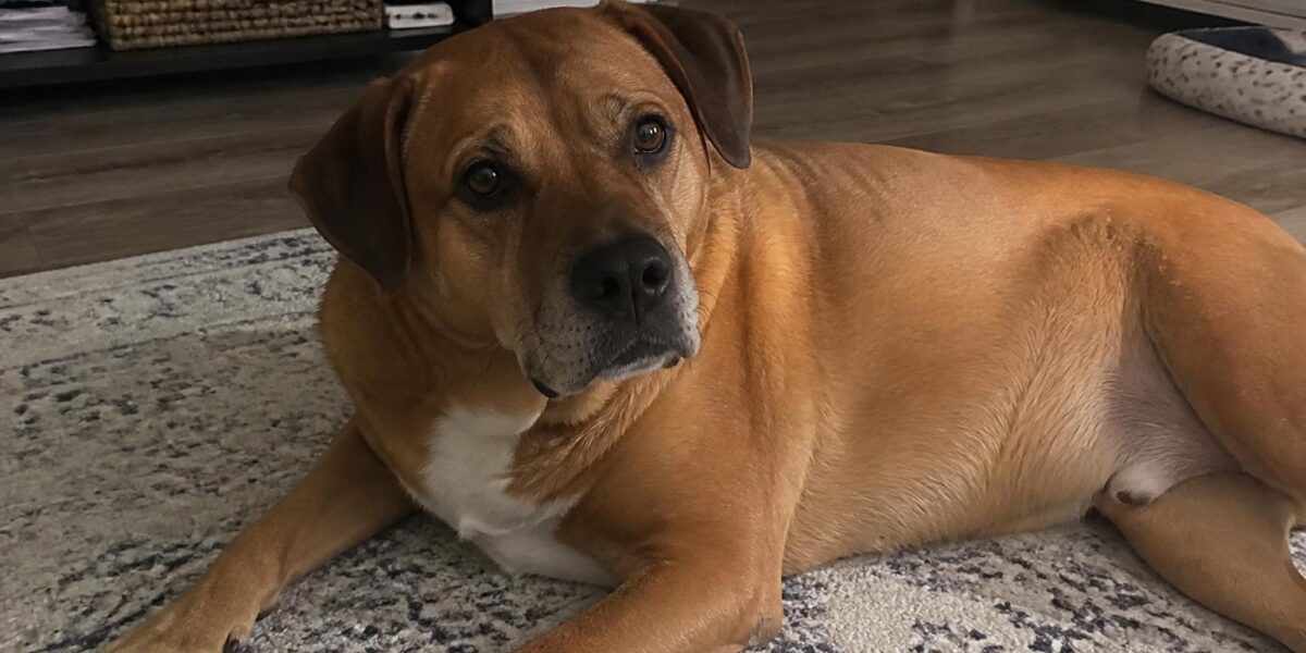 Dog Lymphoma: Types, Chemotherapy Protocols & Survival Times