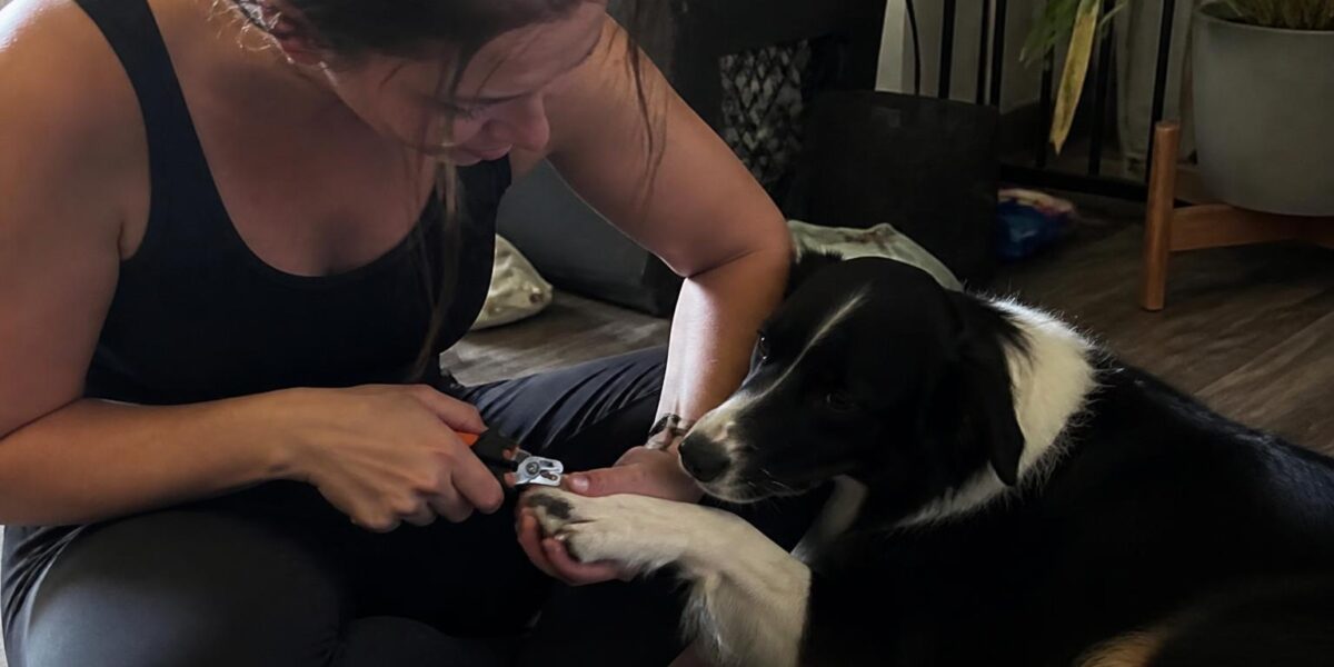 Dog Nail Trimming Fear Protocol: Counter-Conditioning Plan