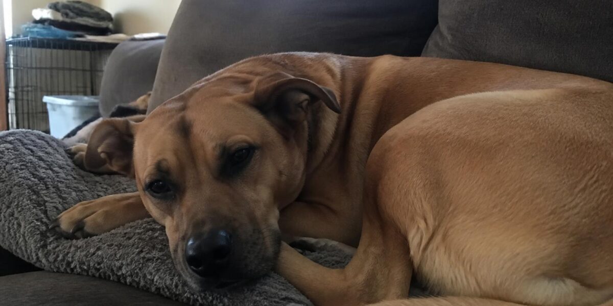 Dog Obesity: Health Risks, How to Tell & Weight Loss Plan