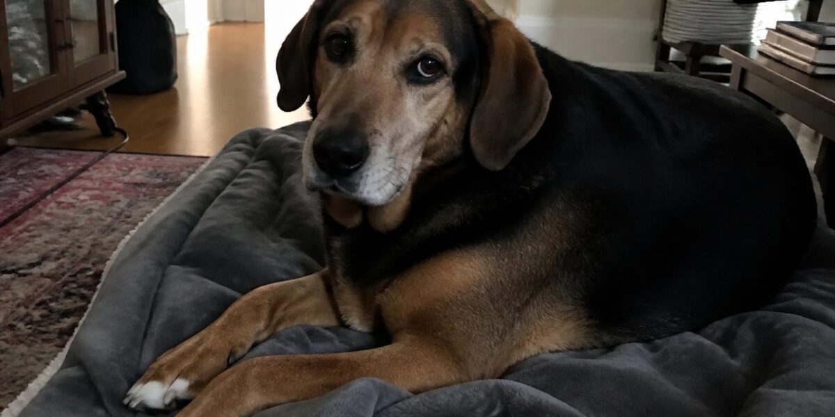 Dog on Dog Aggression: Causes Triggers and Management