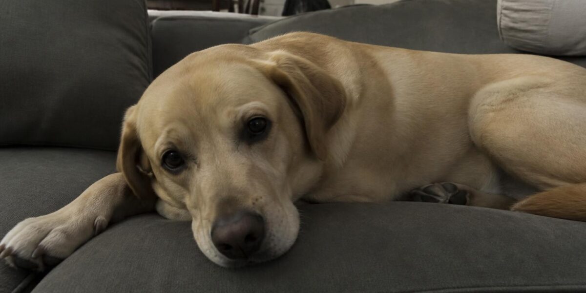 Dog Pacing at Night: Behavioral and Medical Causes