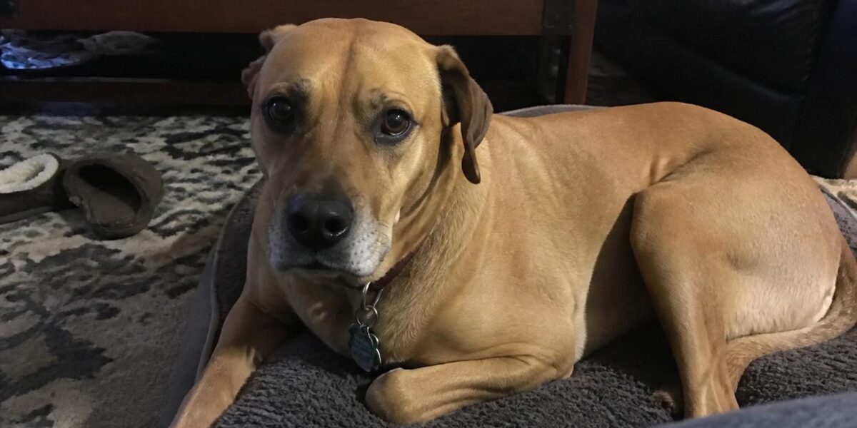 Dog Paw Care: Cracked Paws, Hot Pavement & Winter Protection