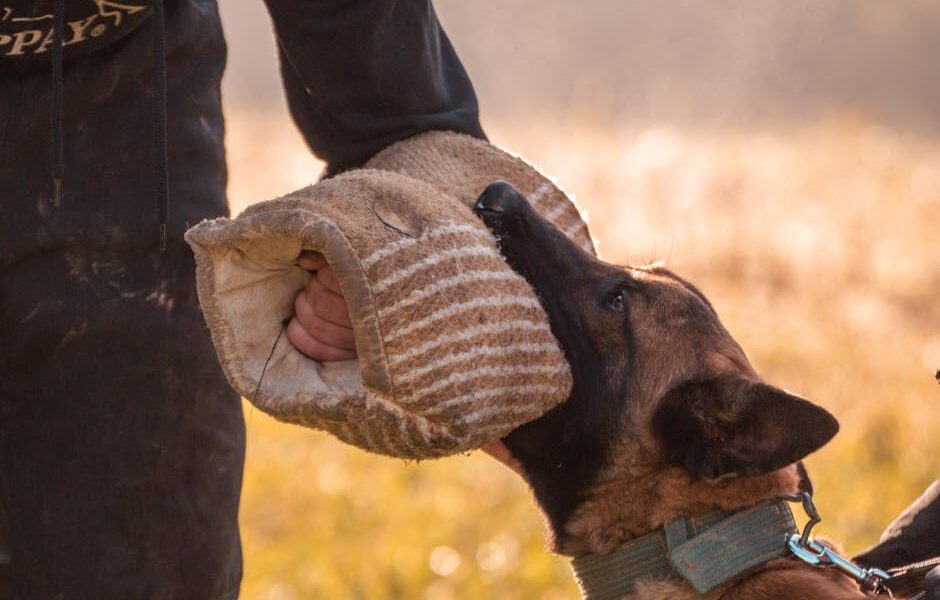 A Belgian Malinois dog practices biting training with a trainer using a bite sleeve outdoors.