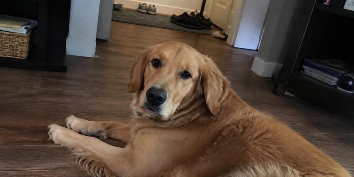 Dog PLE: Protein-Losing Enteropathy Symptoms, Diagnosis & Diet
