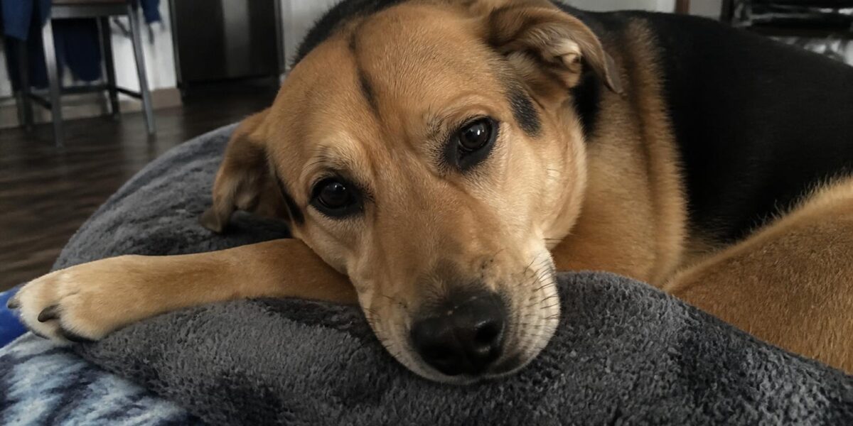 Dog Resource Guarding: Signs, Causes & How to Stop It