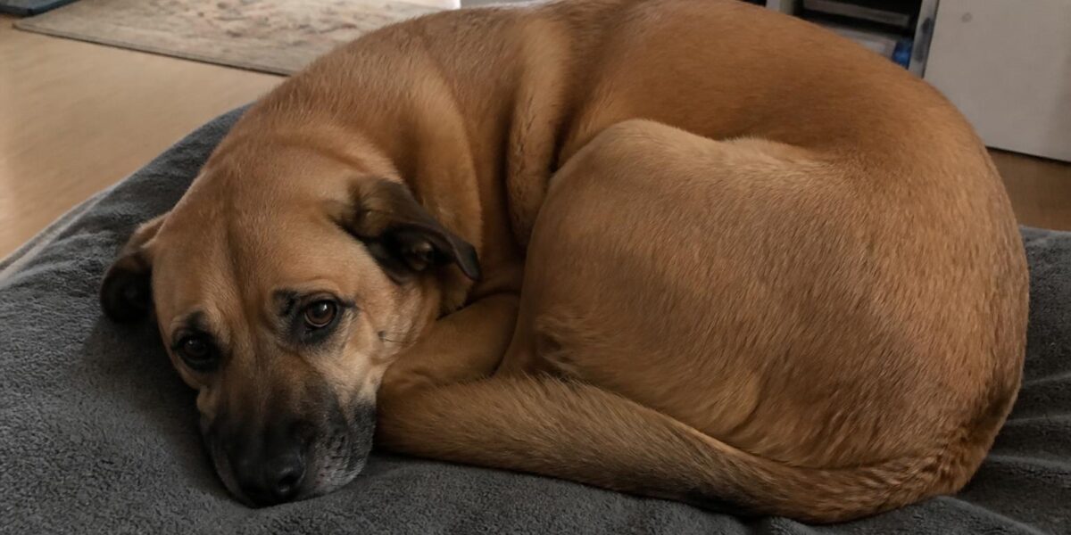 Dog Reverse Sneezing: What It Is, Causes & When to Worry