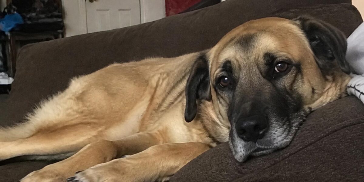 Dog Seizures: Causes, What to Do & When It’s an Emergency