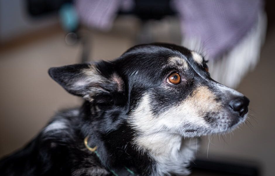 A detailed close-up of a Lapponian Herder dog with blurred background indoors.