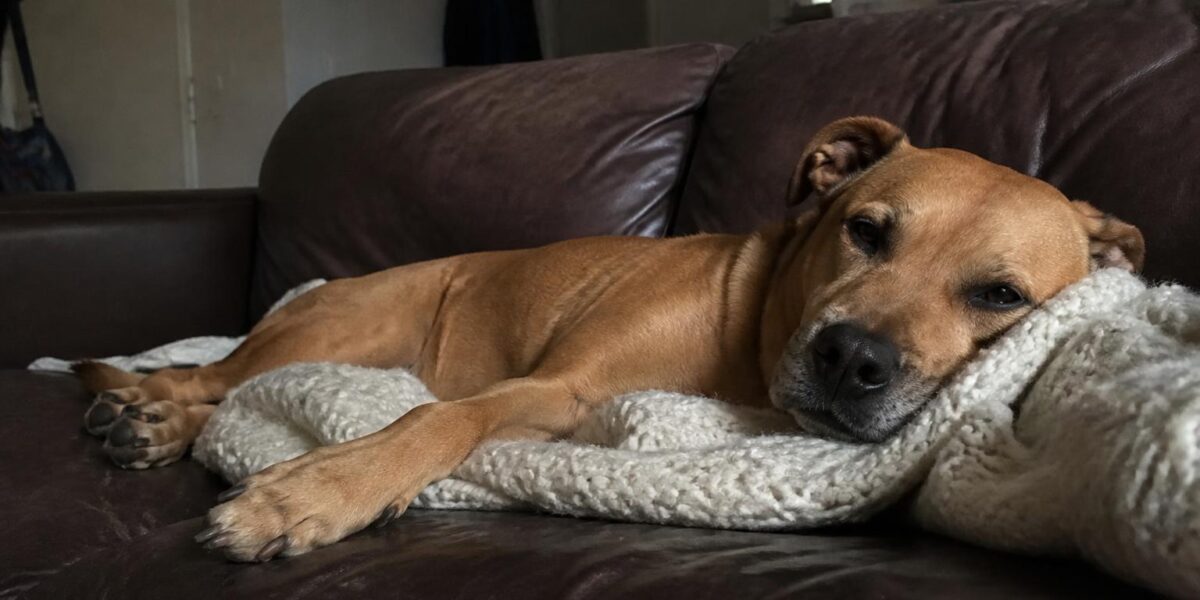 Dog Separation Anxiety: Causes, Signs, and Solutions