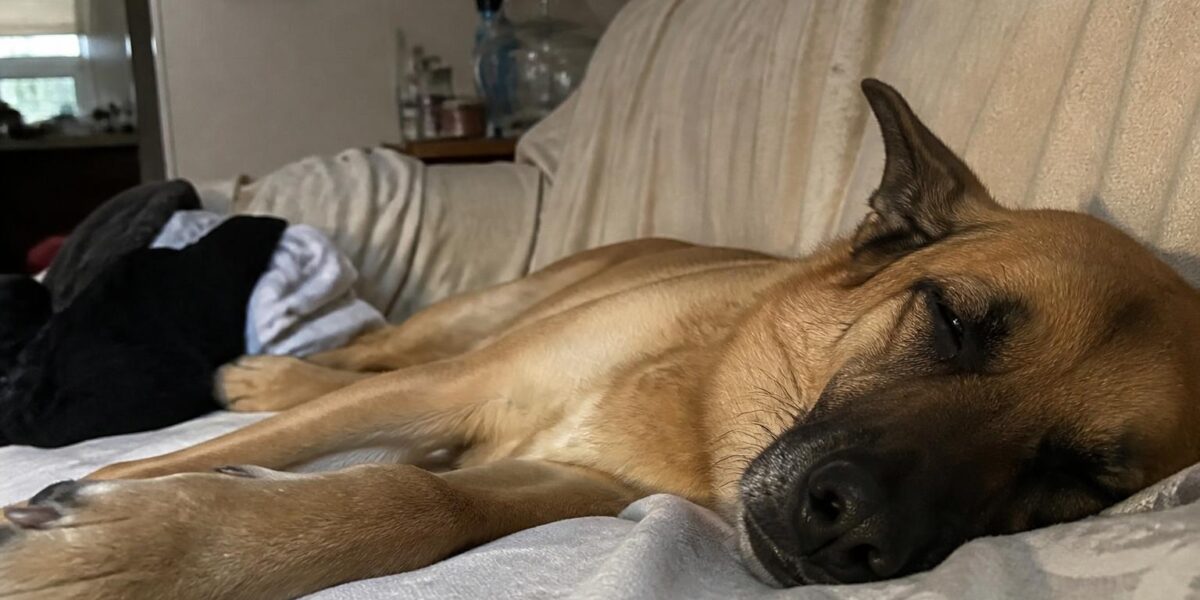 Dog Stomach Gurgling: Causes, When to Worry & What to Do