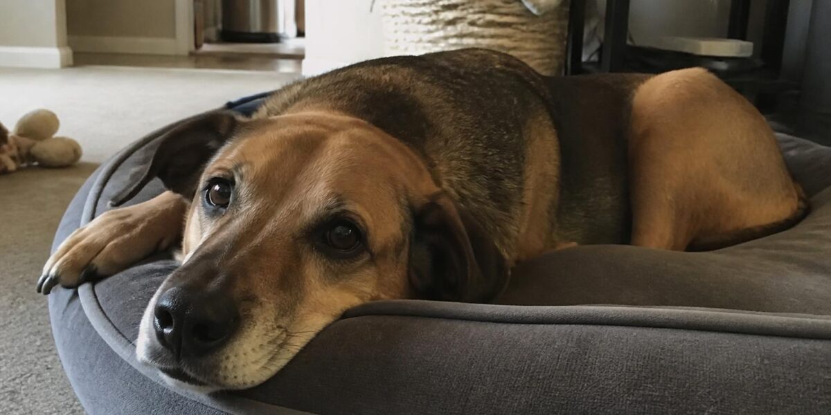 Dog Thunderstorm Anxiety: Signs, Calming Tips & Treatment