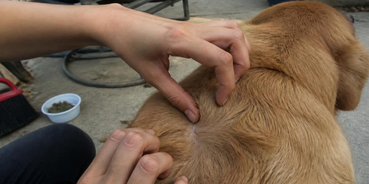 Dog Tick Prevention: Best Products, Removal & Safety Tips